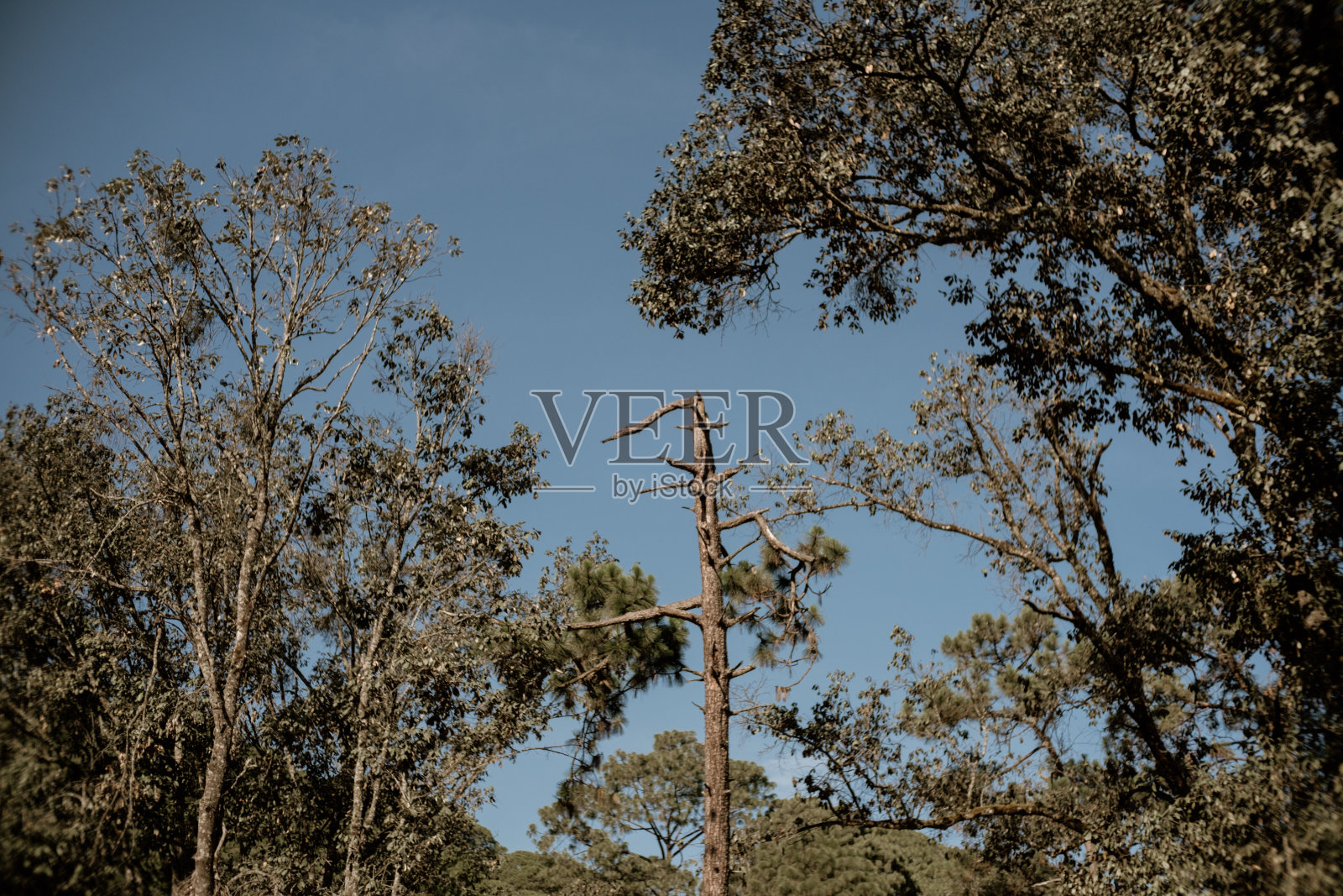 树干照片摄影图片