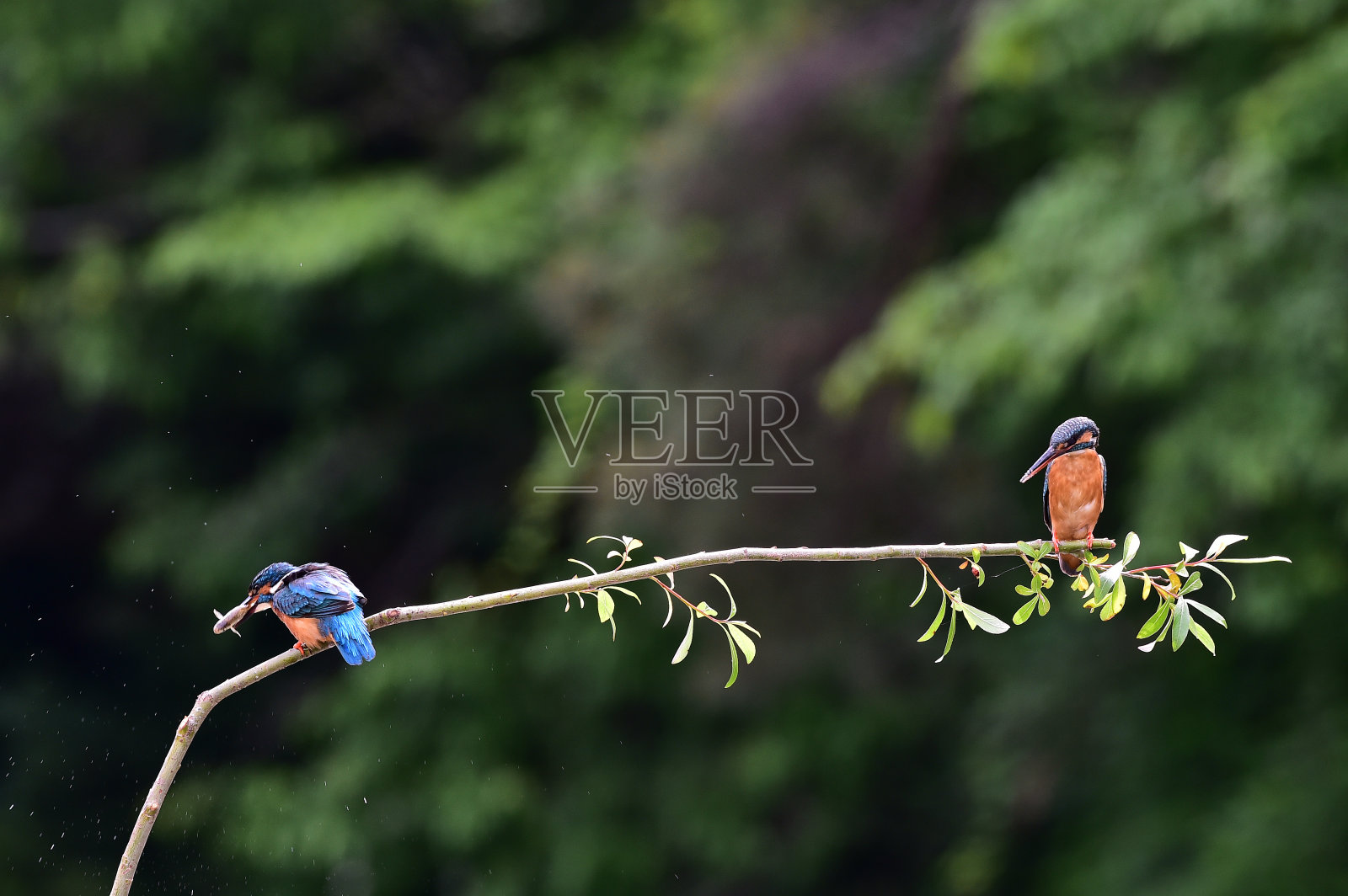 普通的印度翠鸟照片摄影图片