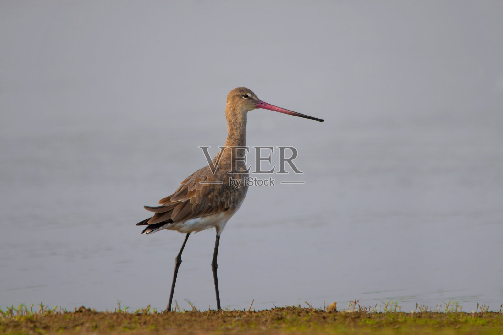 斑点红小腿，特林加红pus，靠近湖，Bhigwan，马哈拉施特拉邦，印度照片摄影图片