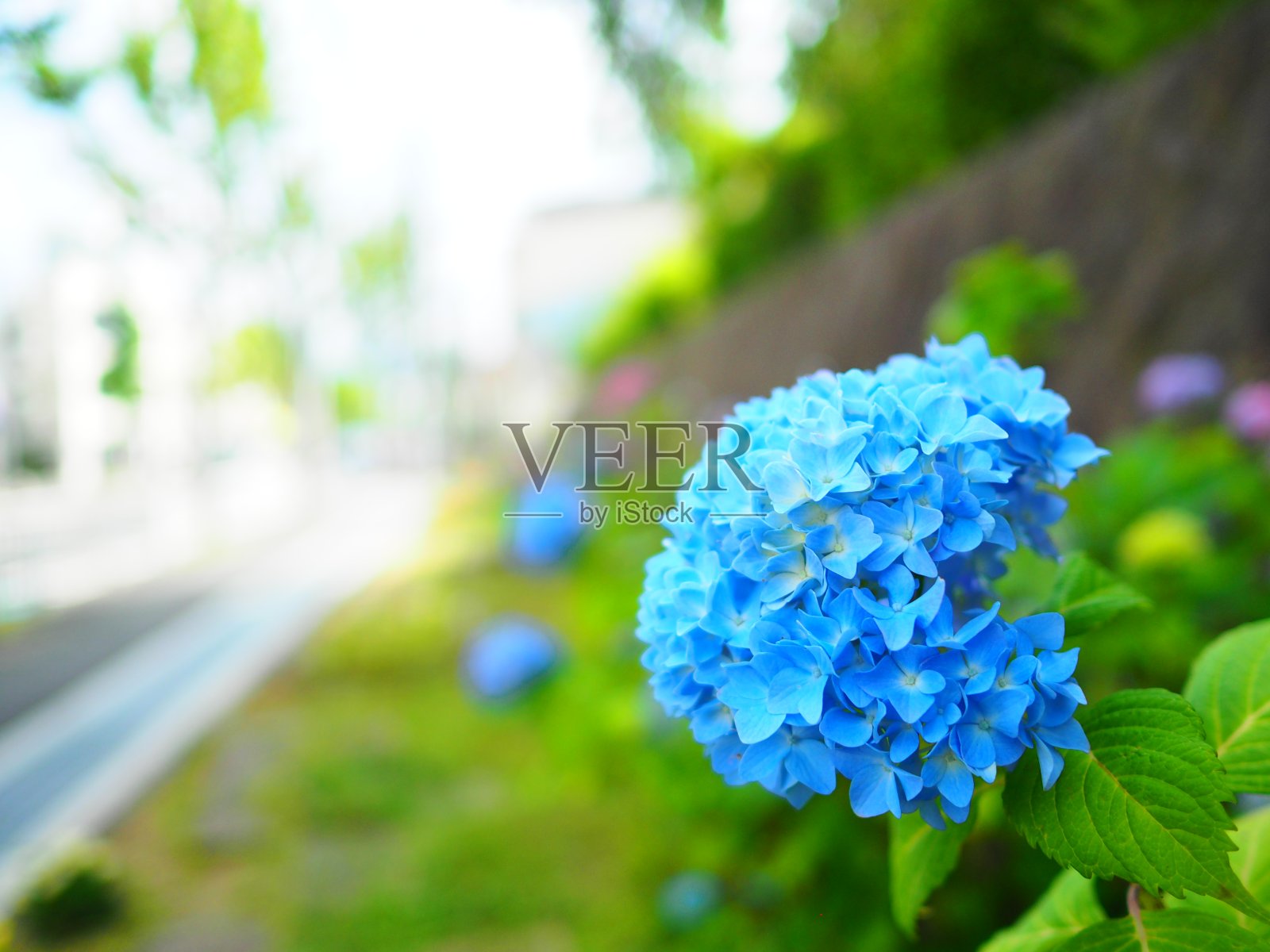 绣球花照片摄影图片