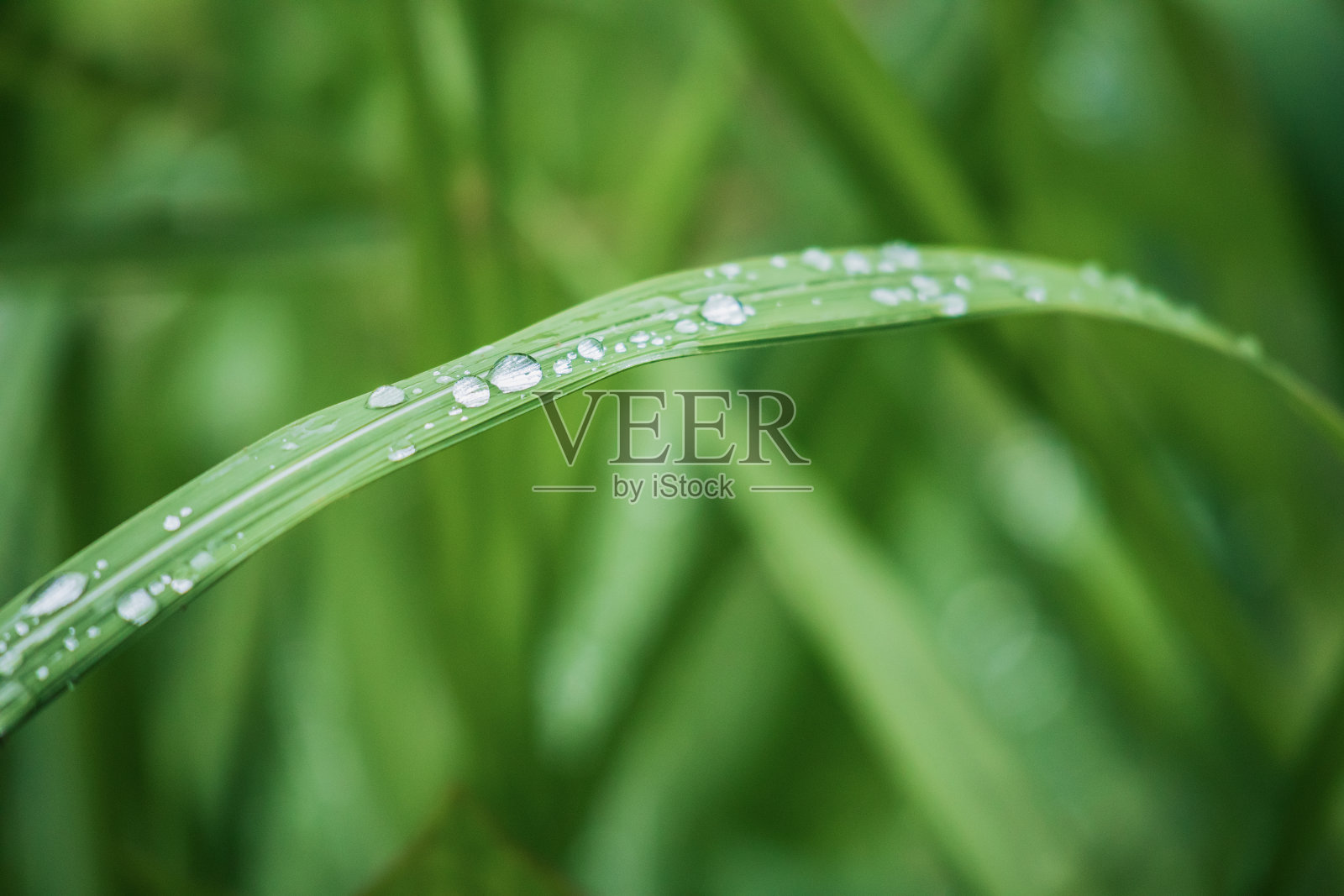 叶子和滴照片摄影图片