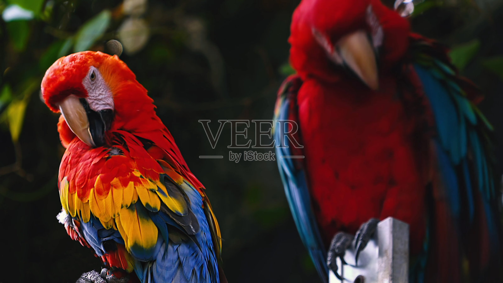 猩红色金刚鹦鹉在树上照片摄影图片