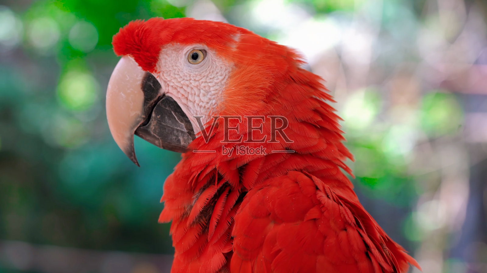 猩红色金刚鹦鹉在树上照片摄影图片