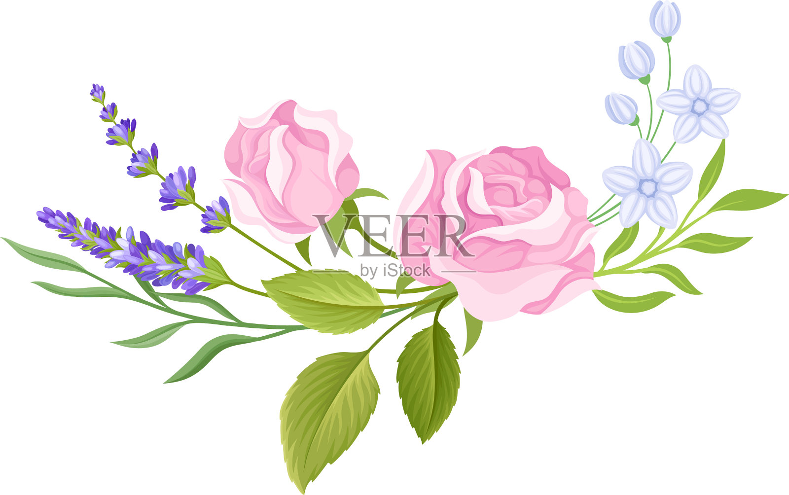 花卉成分:嫩玫瑰花蕾和薰衣草插画图片素材