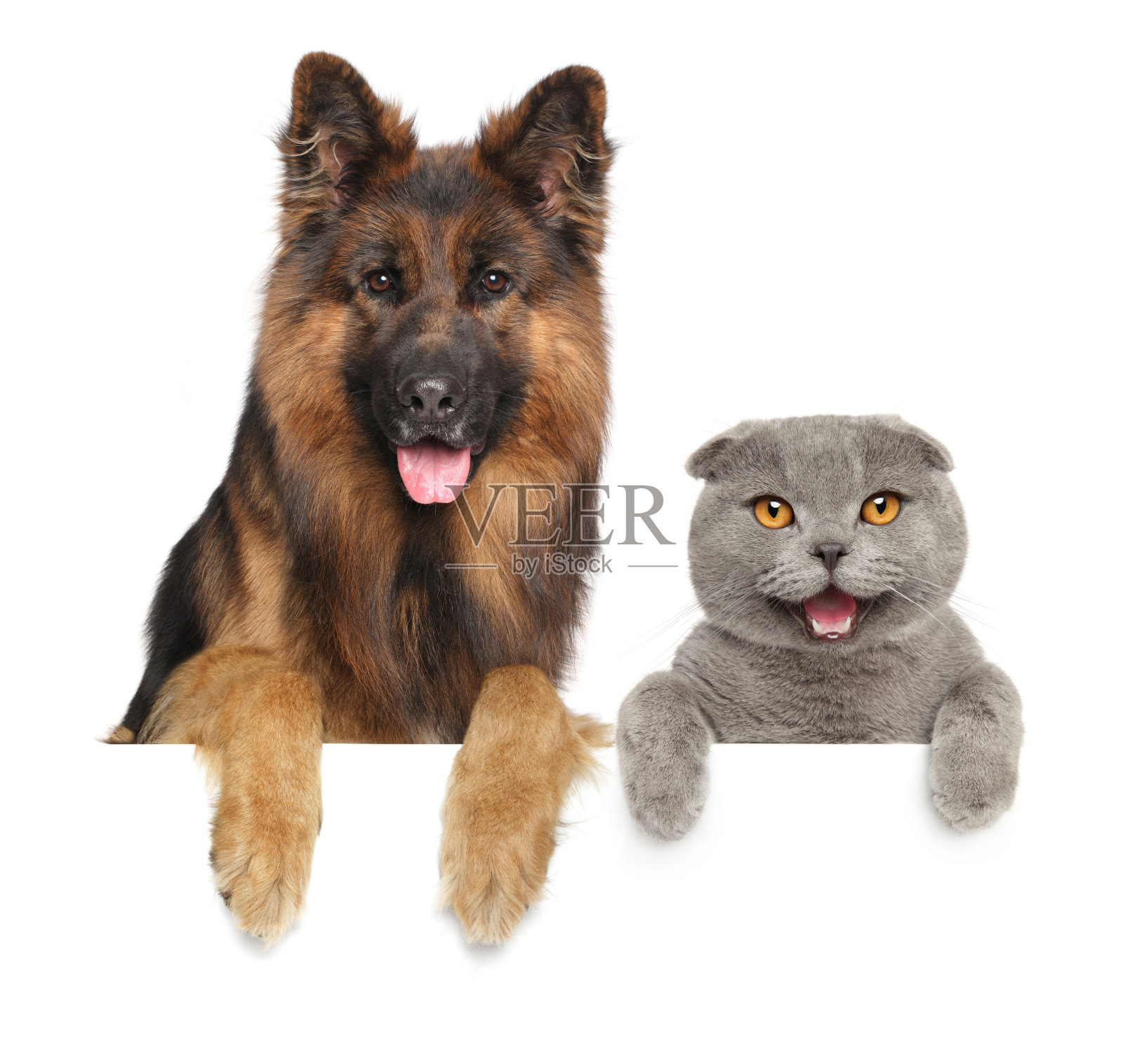 猫和狗一起在横幅上面照片摄影图片