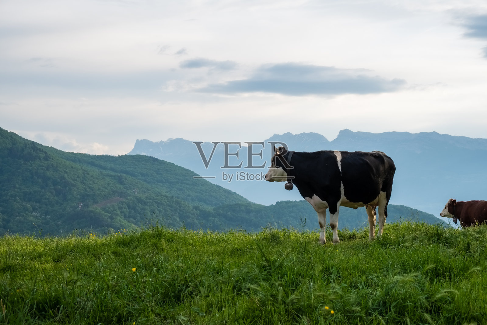 法国乡村的两头奶牛照片摄影图片