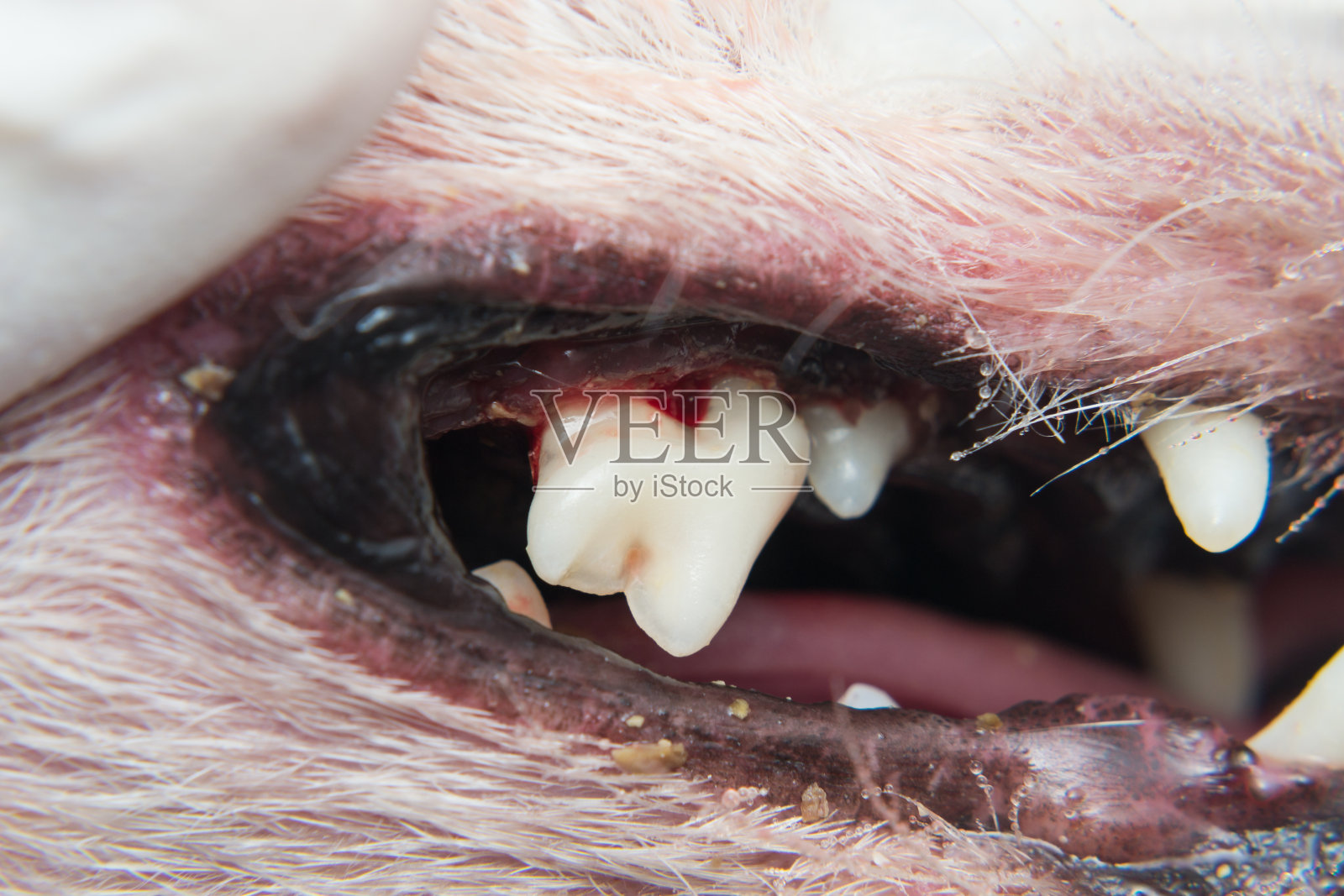 狗叫后牙齿有牙垢或菌斑照片摄影图片