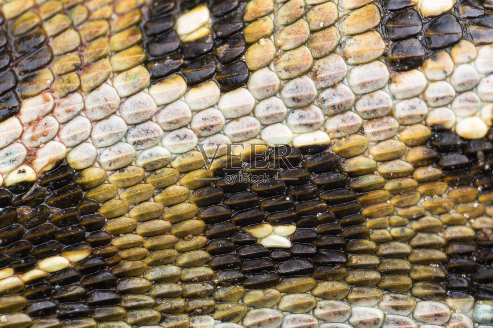 蜥蜴皮肤的微距照片照片摄影图片