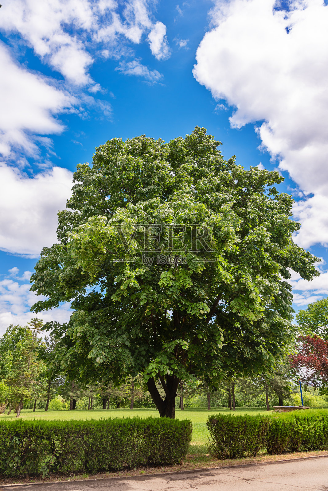 公园里漂亮的大树。规则的绿色公园周围的绿色三照片摄影图片