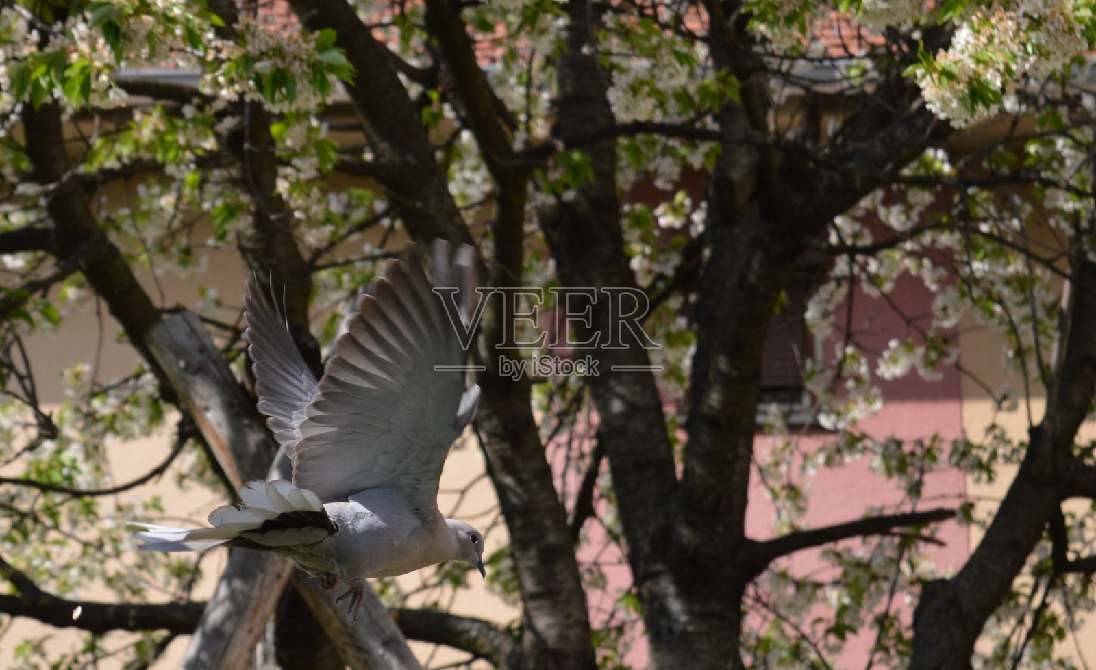 一只飞翔的灰鸽子照片摄影图片