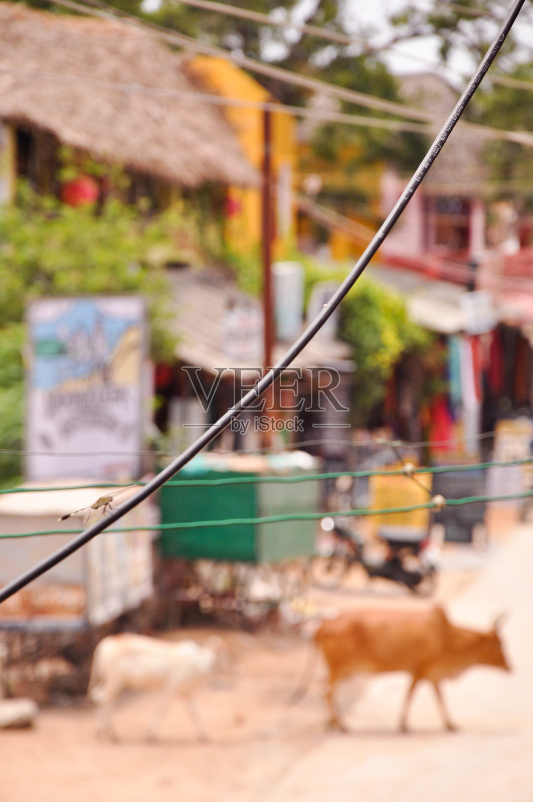 电线上的蜻蜓照片摄影图片