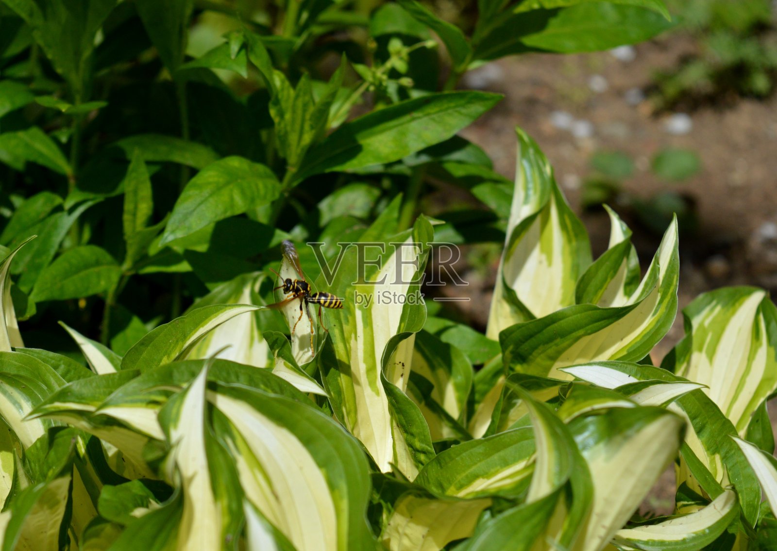 黄蜂绕着绿叶飞来飞去照片摄影图片