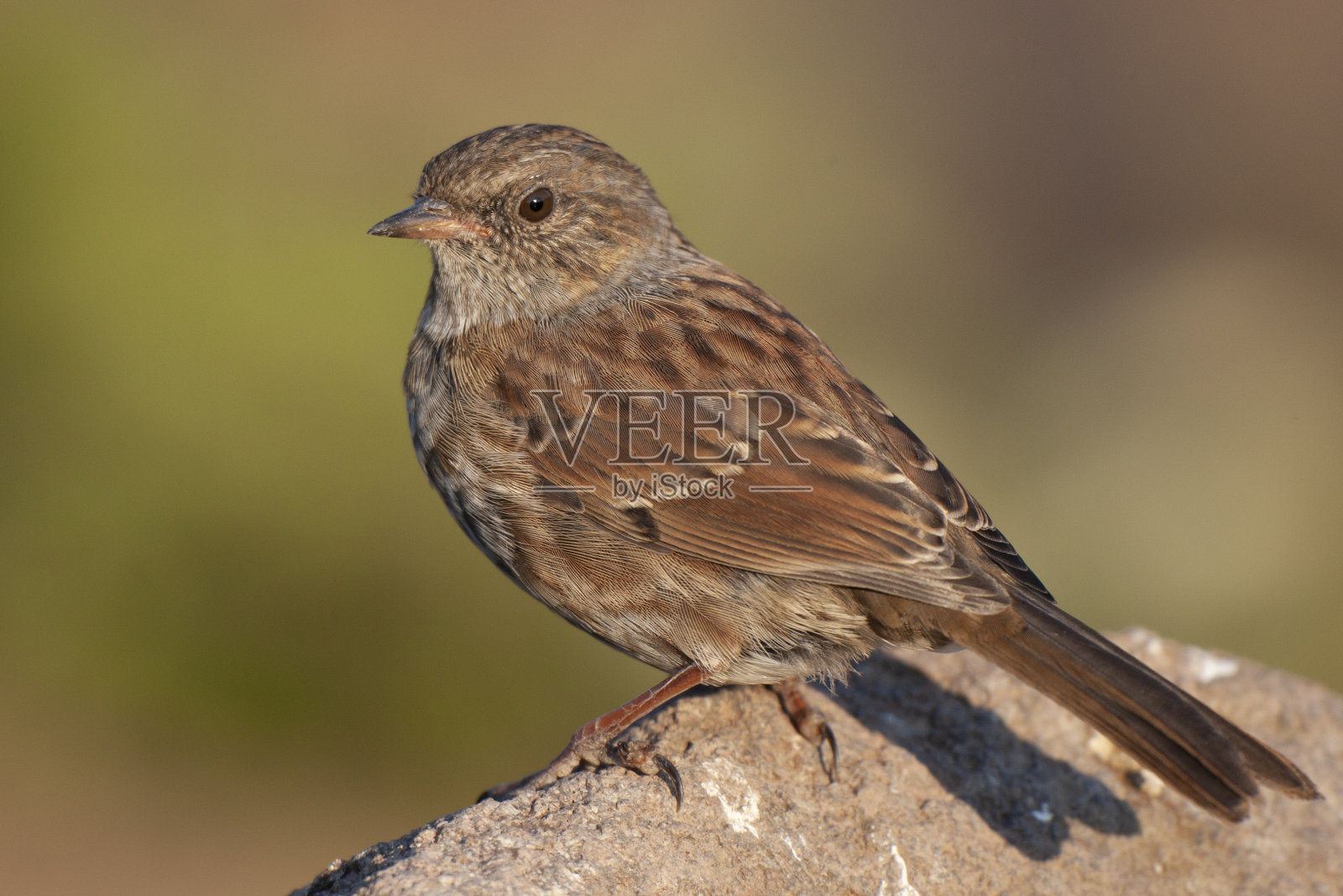 在自然栖息地的夏枯草鸟。照片摄影图片