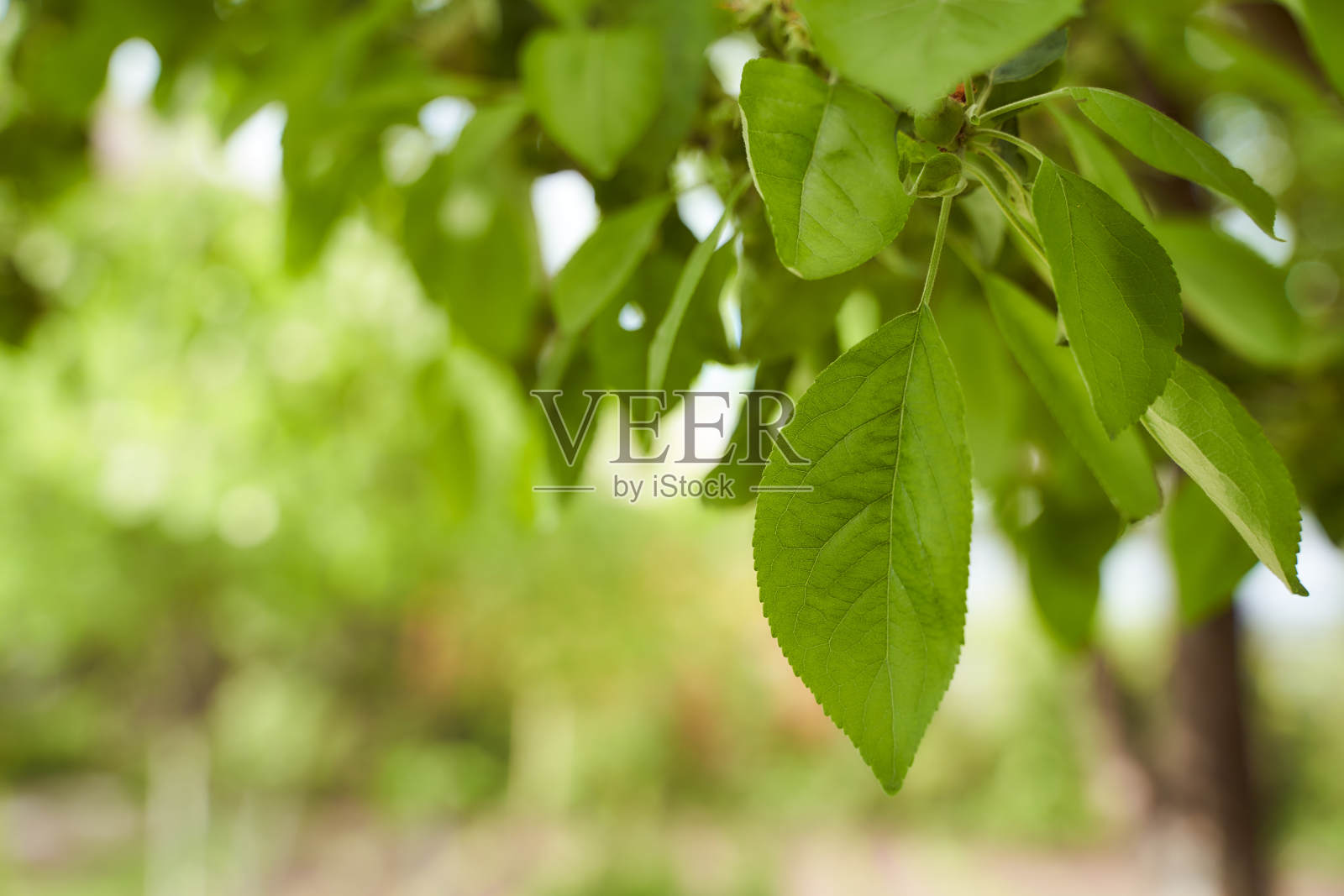 树上挂着一张春天的照片照片摄影图片