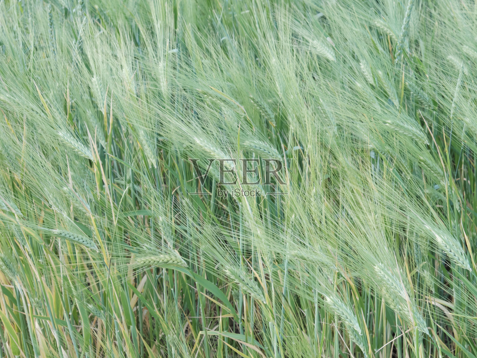 小麦穗作为背景。未成熟的谷物。收割谷物。照片摄影图片