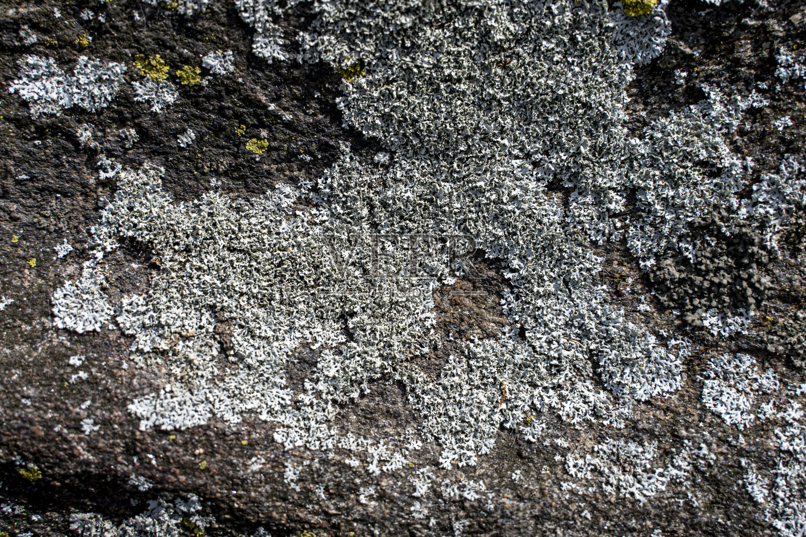 中央公园的岩石——来自纽约曼哈顿的自然背景照片摄影图片