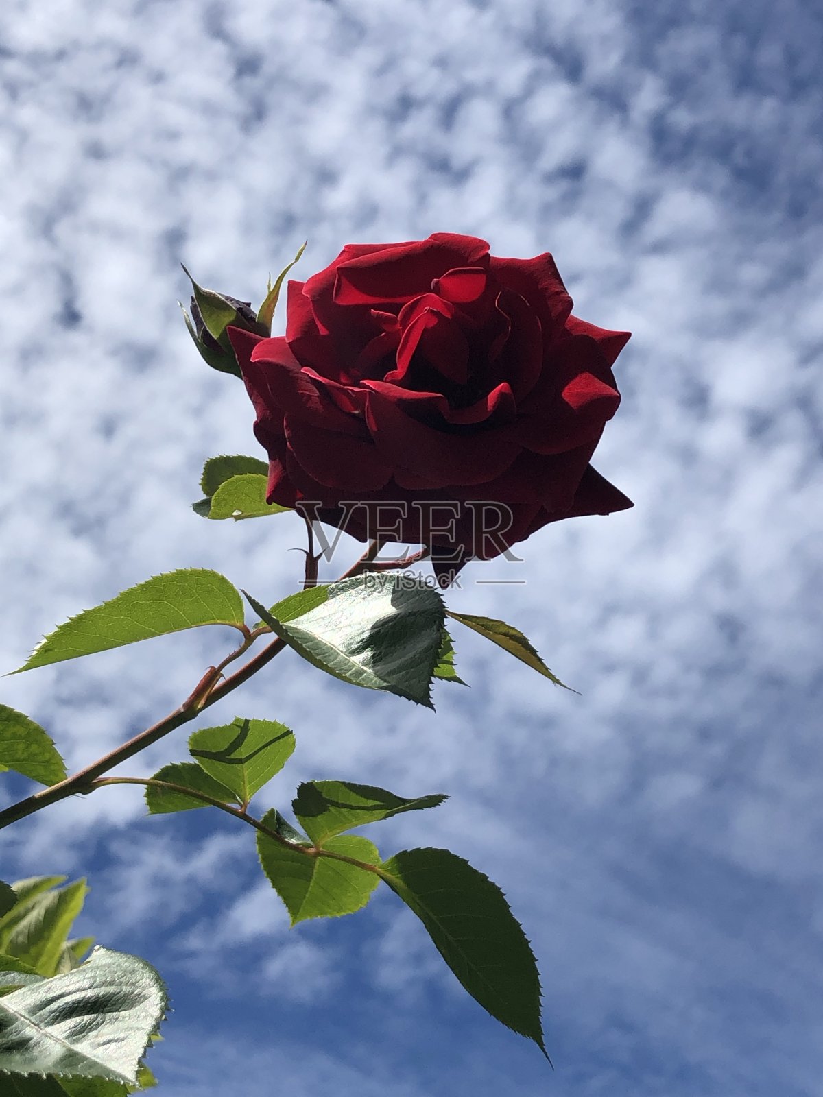 春天的红玫瑰照片摄影图片