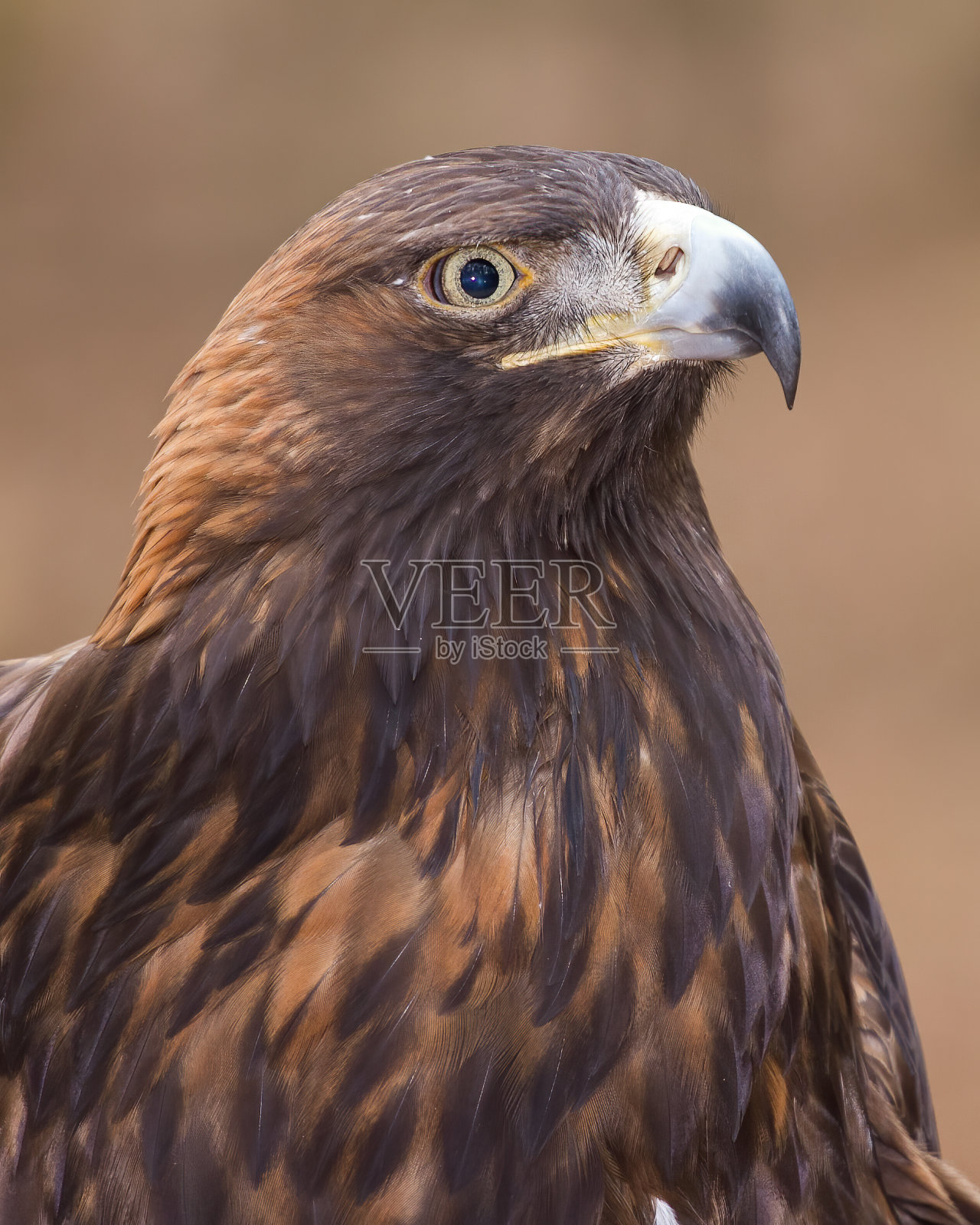 金鹰照片摄影图片