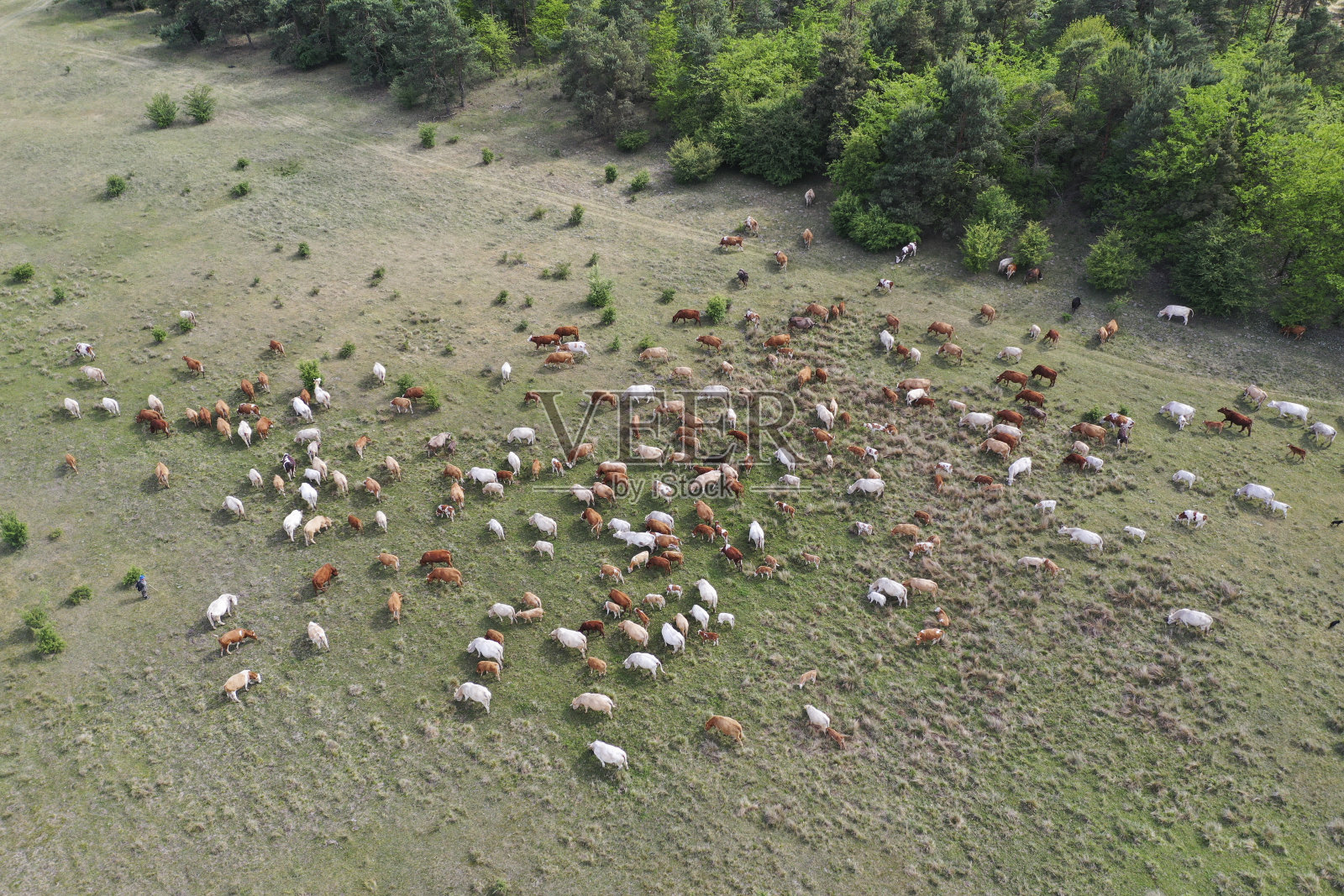 牛和小牛在森林旁边的草地上吃草。无人机俯视图。欧洲匈牙利照片摄影图片