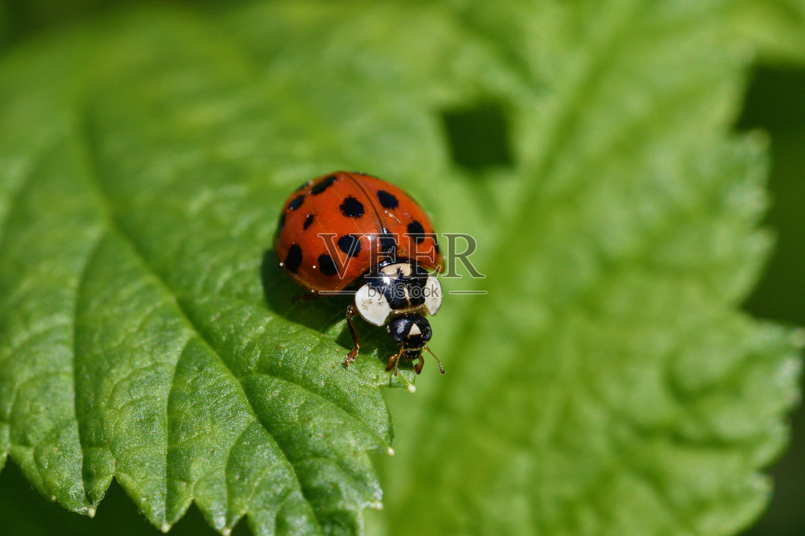 瓢虫爬上青草微距摄影照片摄影图片
