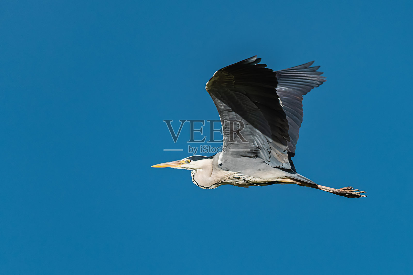 一只飞翔的大蓝鹭。一只美丽的大涉水鸟高高地飞过天空。照片摄影图片