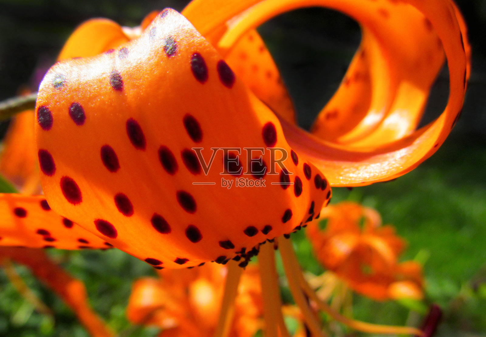 橙色的百合花在花园里的绿色背景。照片摄影图片