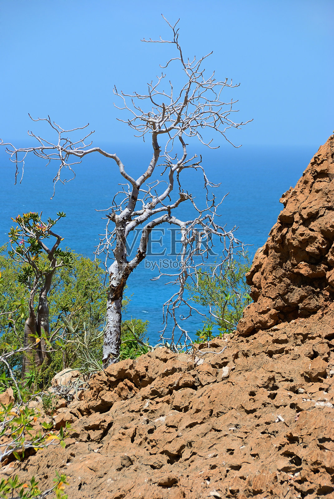蓝色水域背景下的索科特拉特有植物照片摄影图片