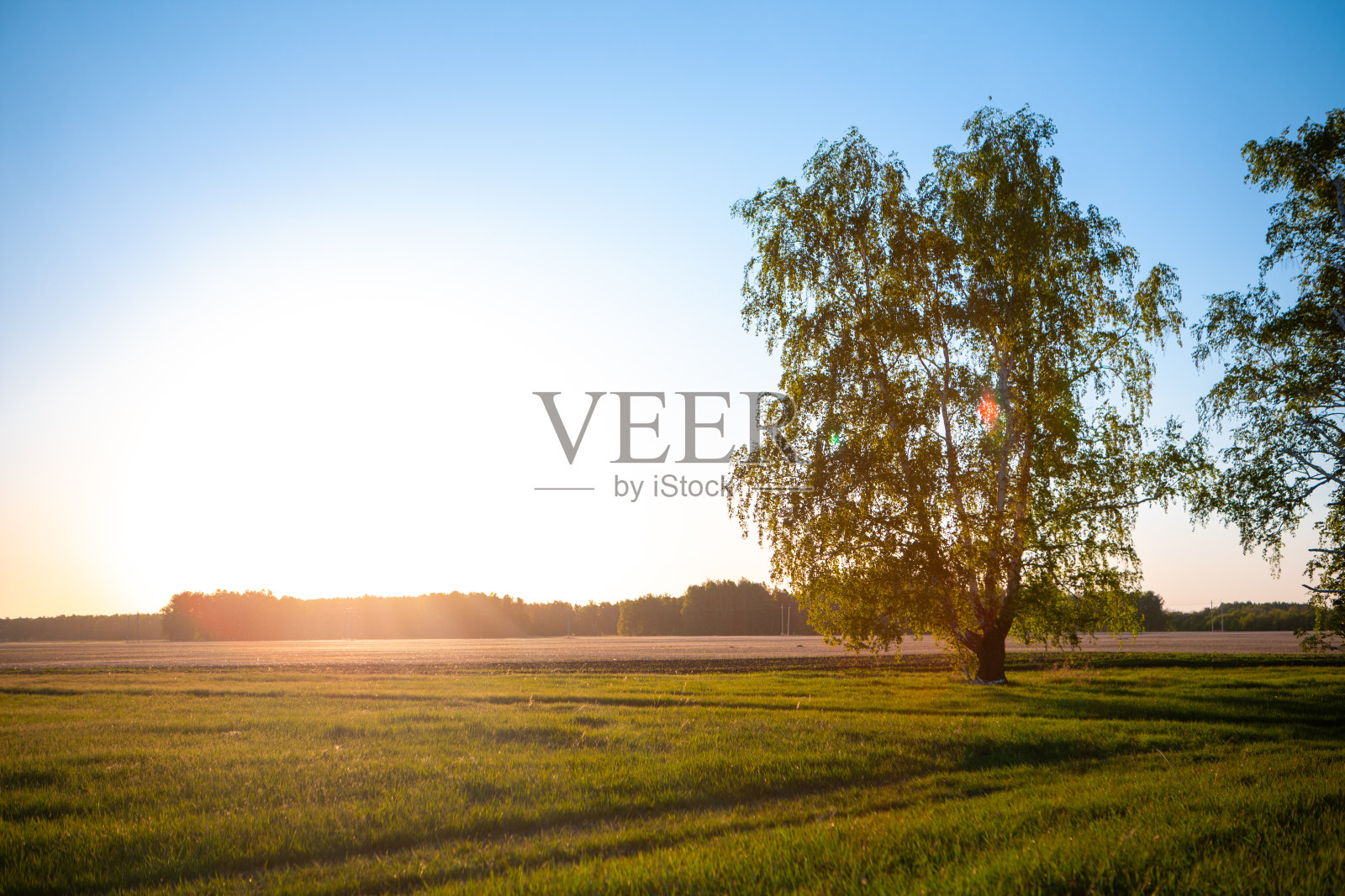 树木，森林，田野，草地在夏天的一个阳光明媚的日子。照片摄影图片