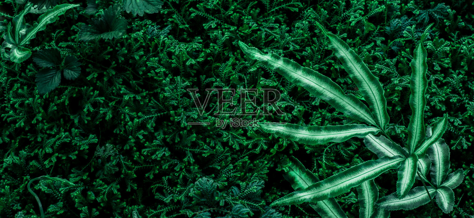 绿叶做背景和墙纸照片摄影图片