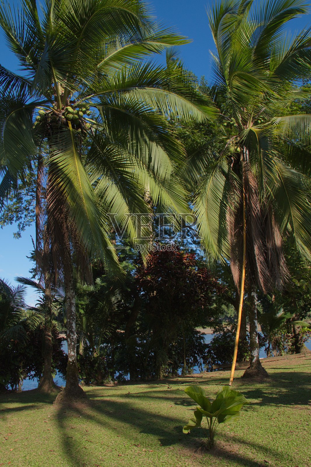 圣卡洛斯岸边的椰子树照片摄影图片