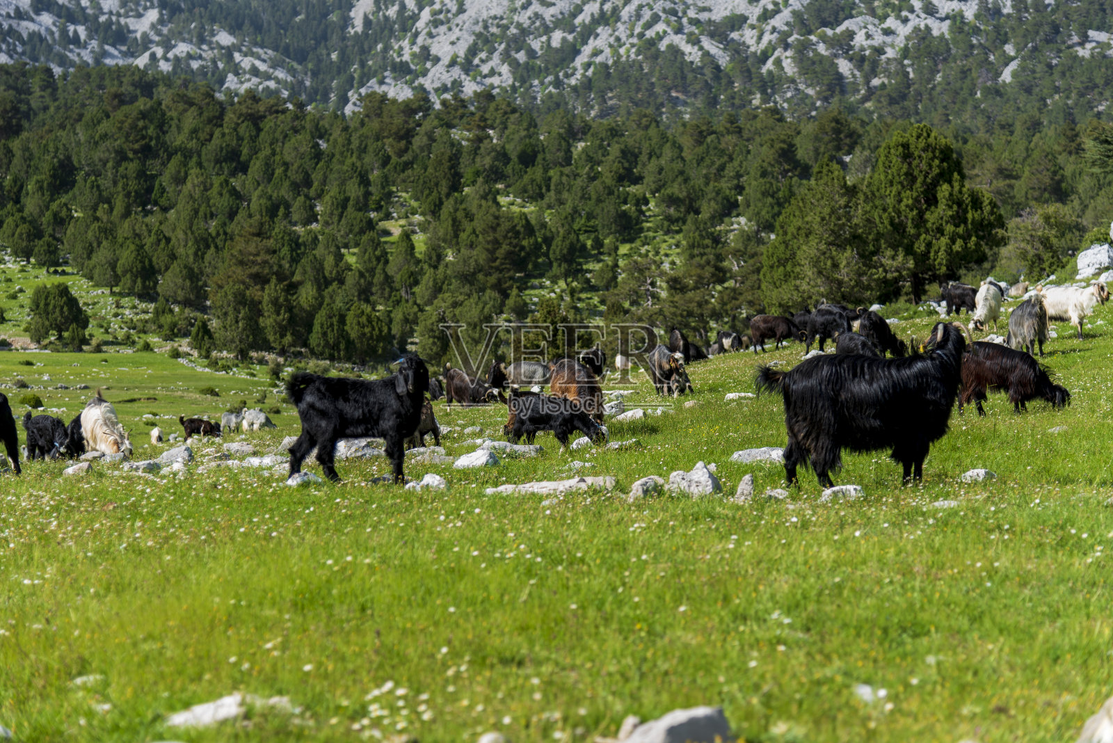 金牛村乡村自然景观照片摄影图片