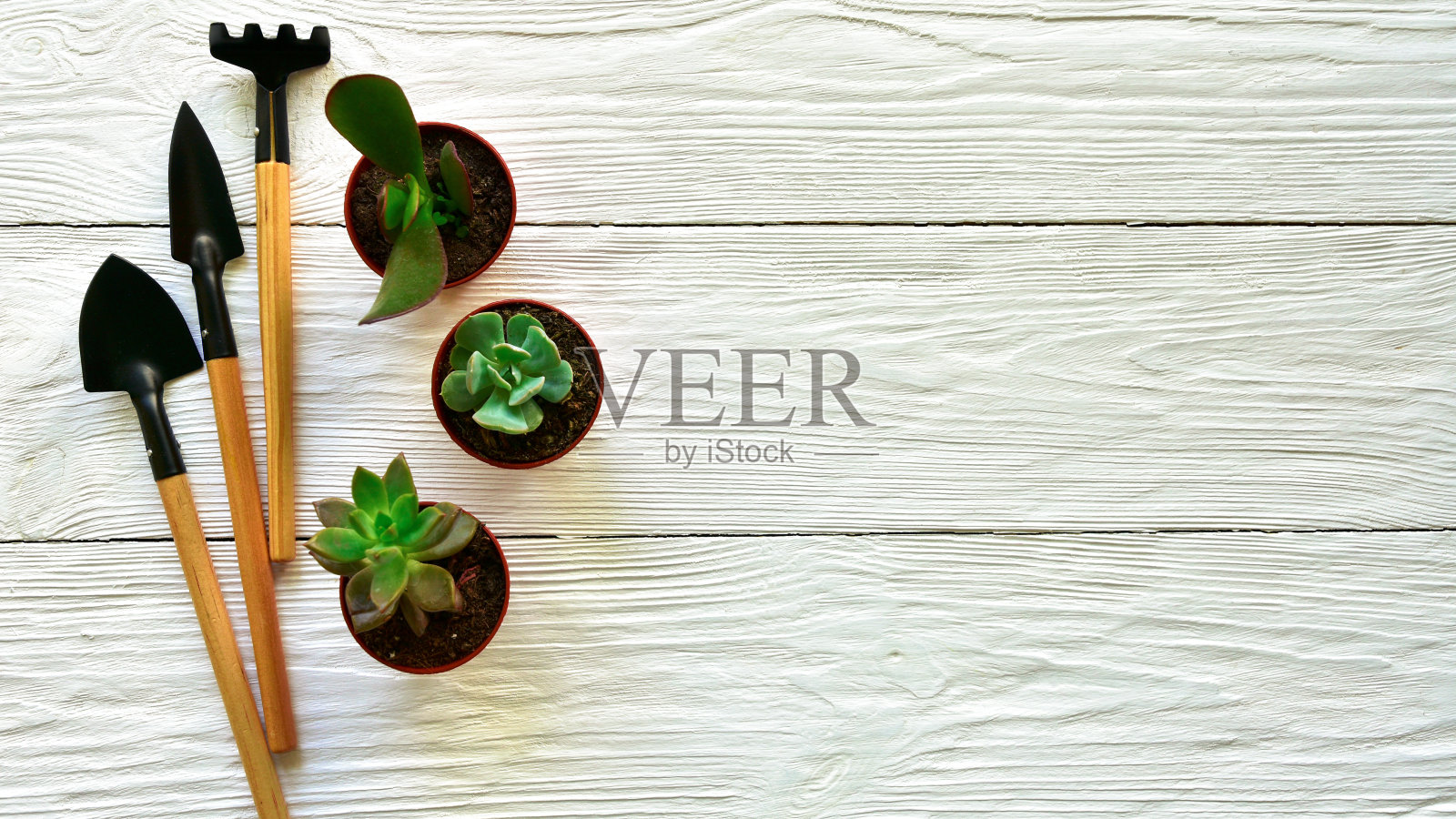 树多肉盆和迷你工具在家里的白色木制背景上园艺。前视图。照片摄影图片