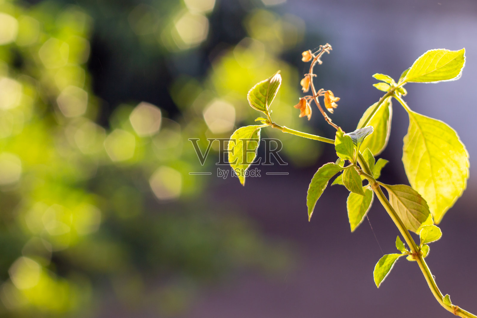 在蓝天的背景下有很多绿叶和绿色的树枝。照片摄影图片