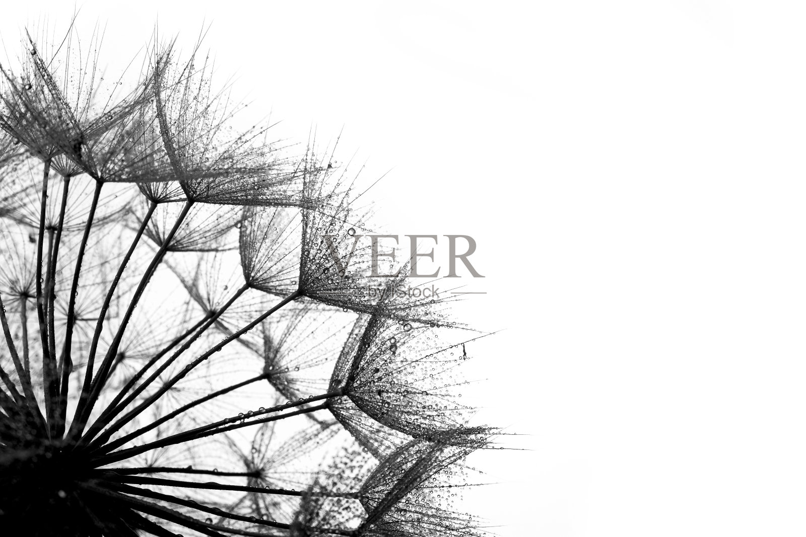 蒲公英的种子照片摄影图片