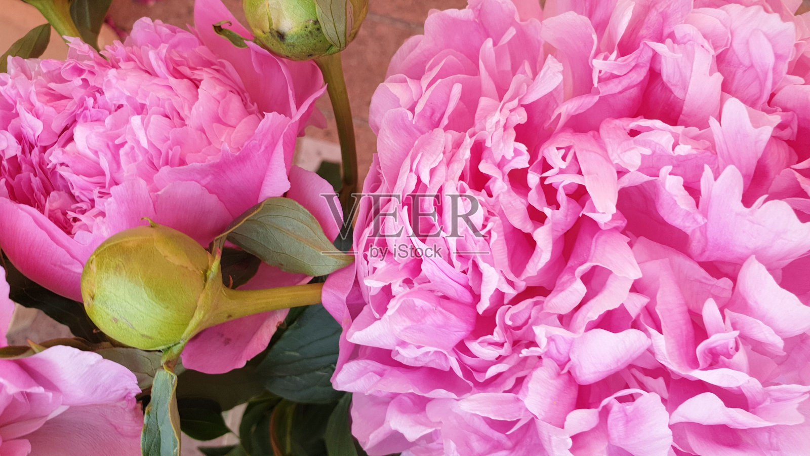 粉红色的牡丹花瓣娇嫩的玫瑰花瓣照片摄影图片