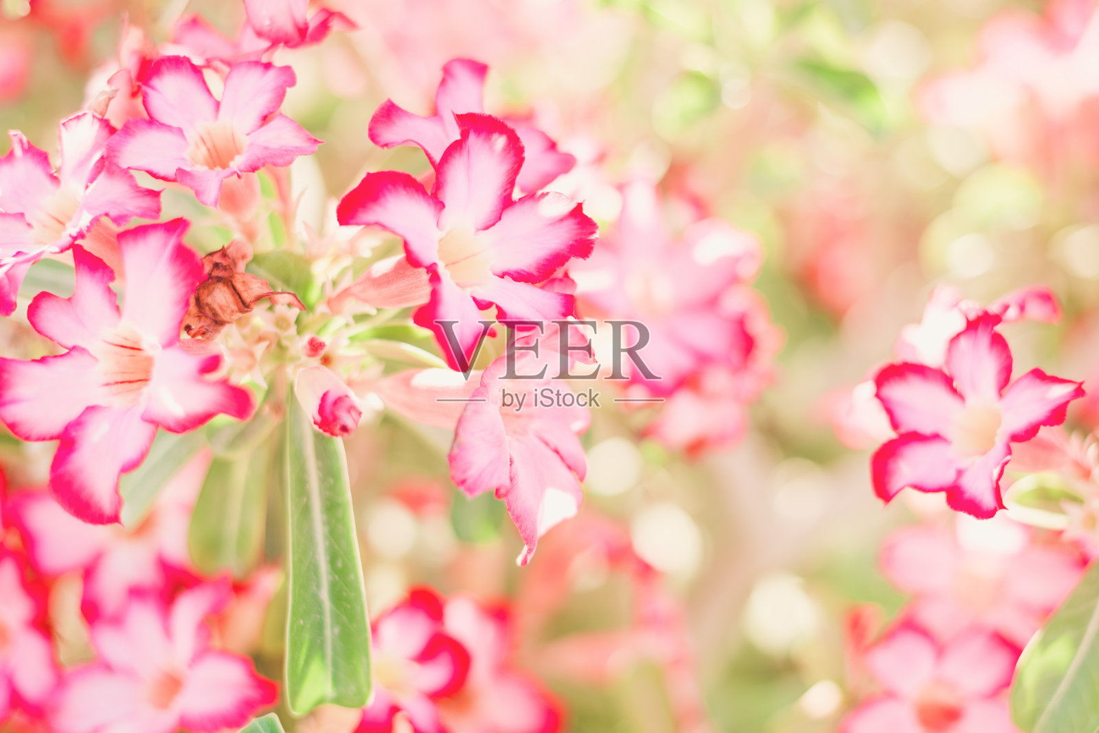 沙漠玫瑰花或沙漠玫瑰，夏季阳光明媚的一天，鲜花盛开照片摄影图片