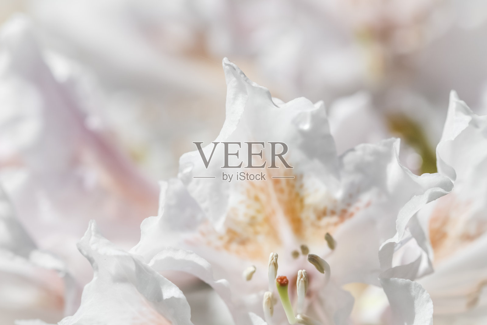 柔和的焦点，抽象的花背景，白色的杜鹃花花瓣。宏图花卉背景假日品牌设计照片摄影图片