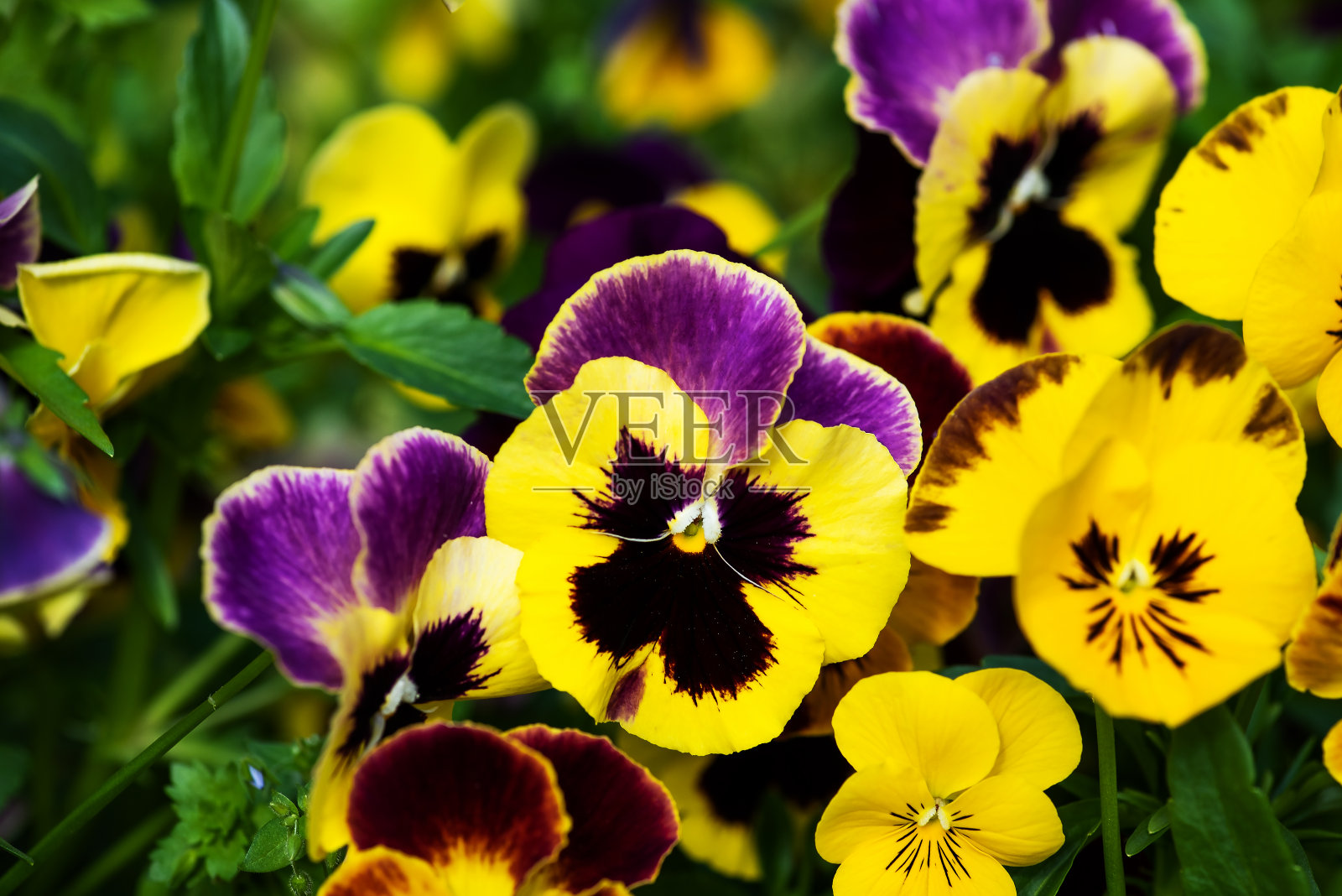 黄色的紫罗兰在田野里盛开照片摄影图片