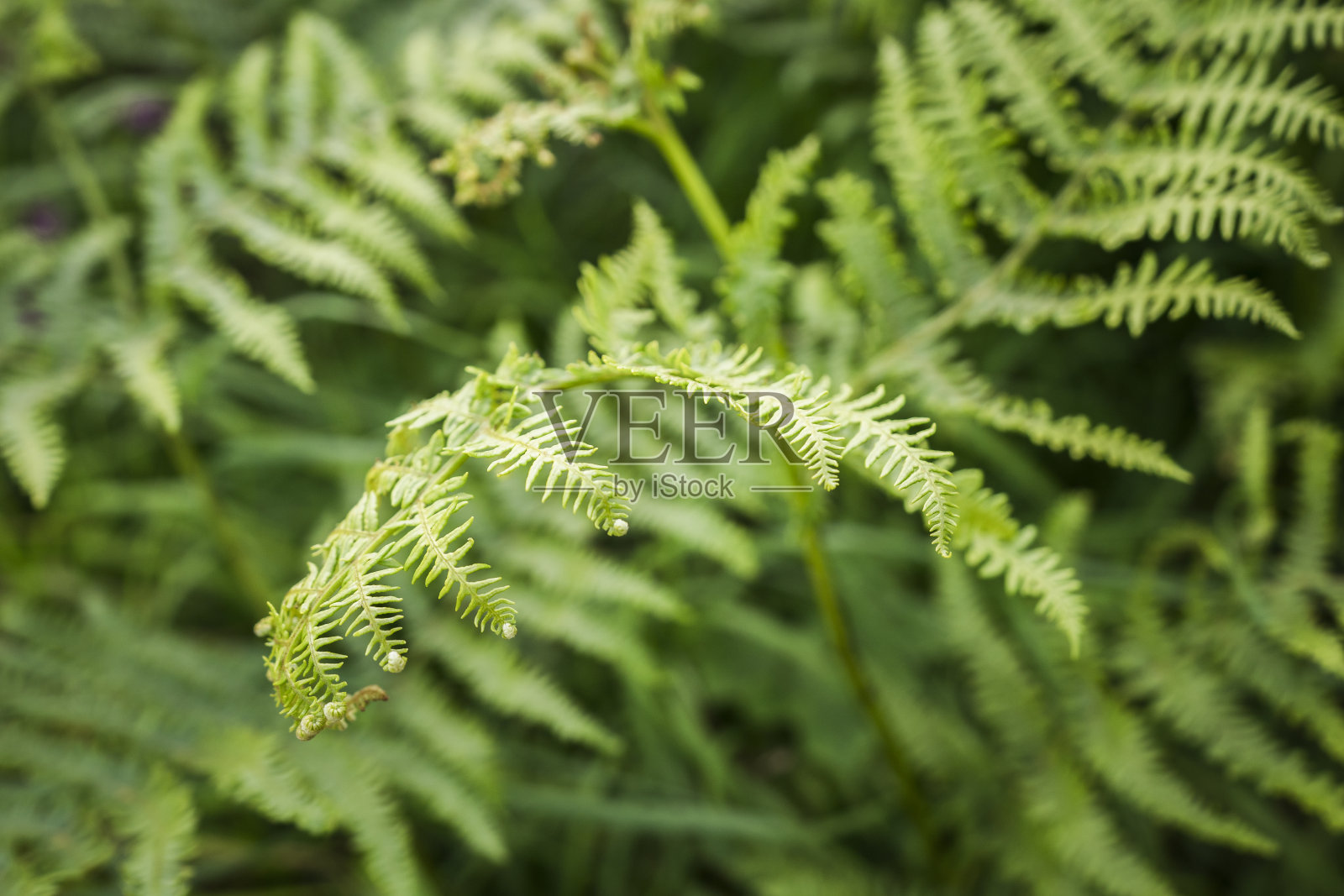 苏格兰的绿色蕨类植物照片摄影图片