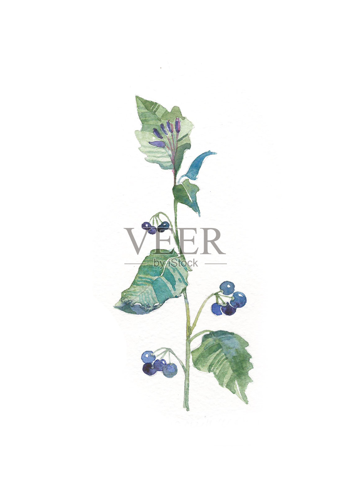 黑龙葵的水彩花。草本和野花。植物学。复古的花。版画风格的彩色插图。插画图片素材