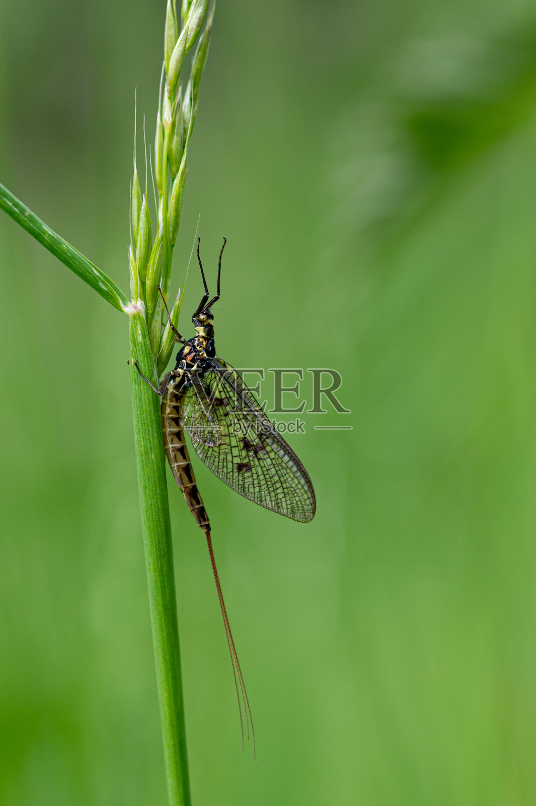 成年蜉蝣，一种蜉蝣，栖息在一片草叶上照片摄影图片