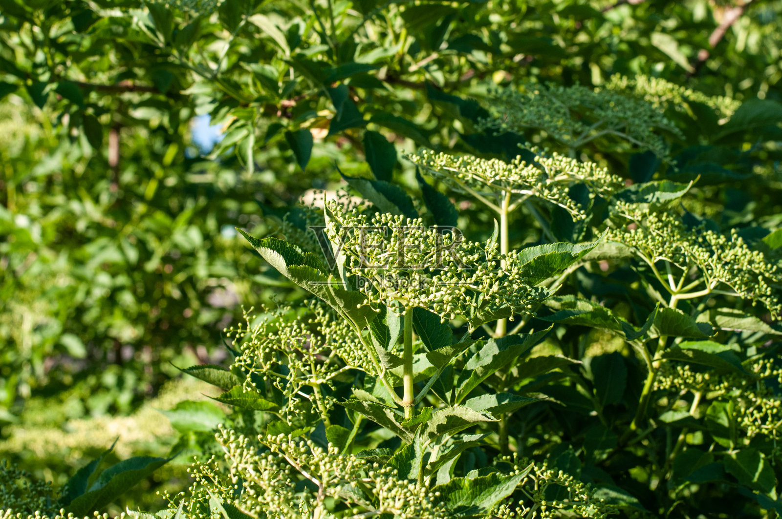 接骨木灌木的圆锥花序中的绿色芽照片摄影图片