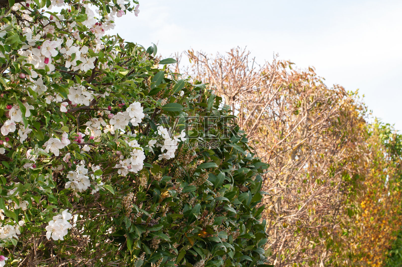 有盛开的海棠花和樱桃月桂的树篱照片摄影图片