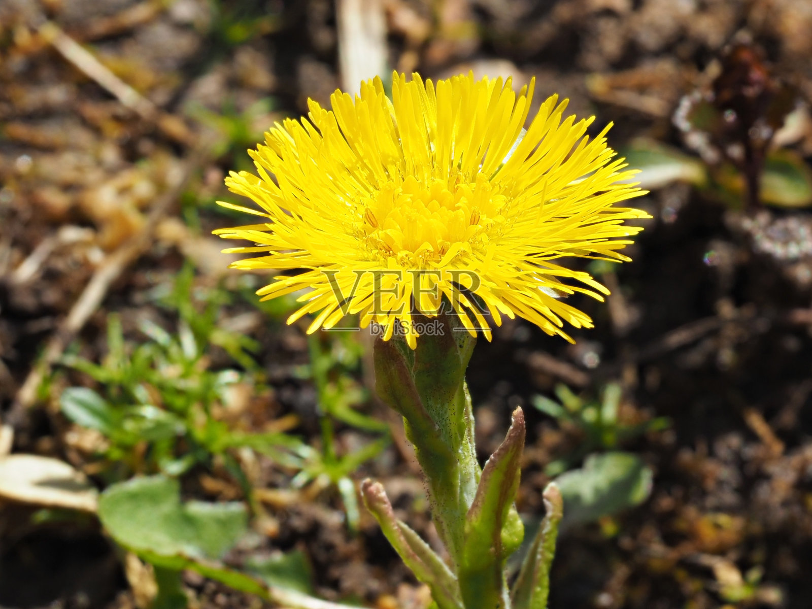 一个年轻的黄色蒲公英在早春的特写照片摄影图片