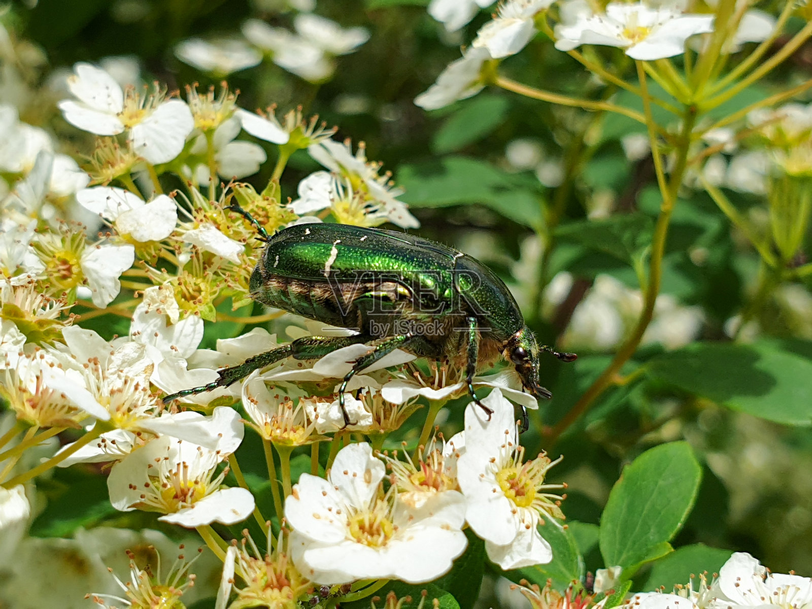 欧洲绿金龟子(金龟子)花照片摄影图片