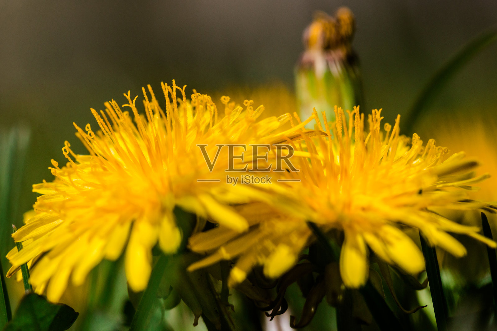 野生蒲公英花的微距摄影照片摄影图片