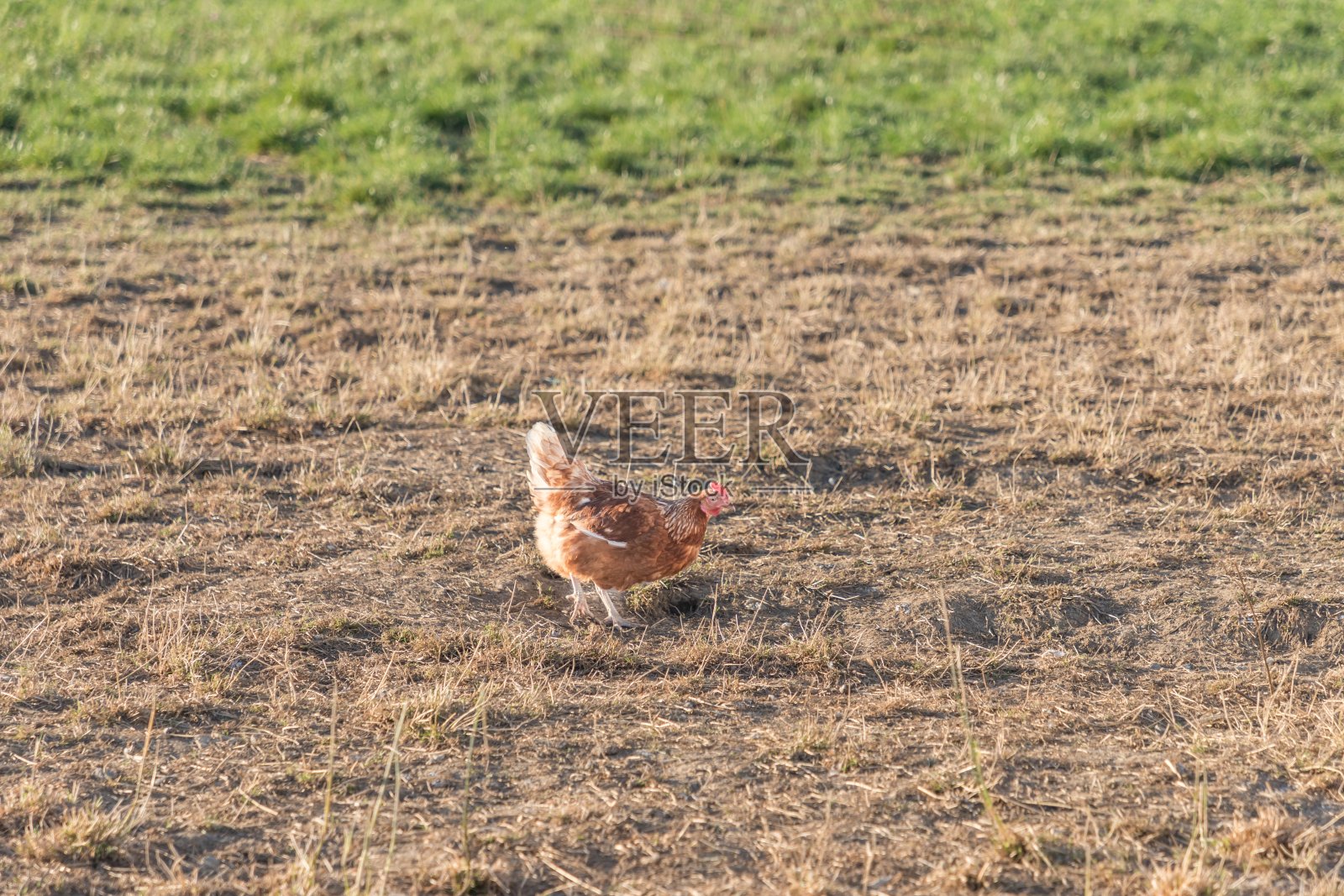 褐鸡生活在生物家禽农场草地的户外照片摄影图片