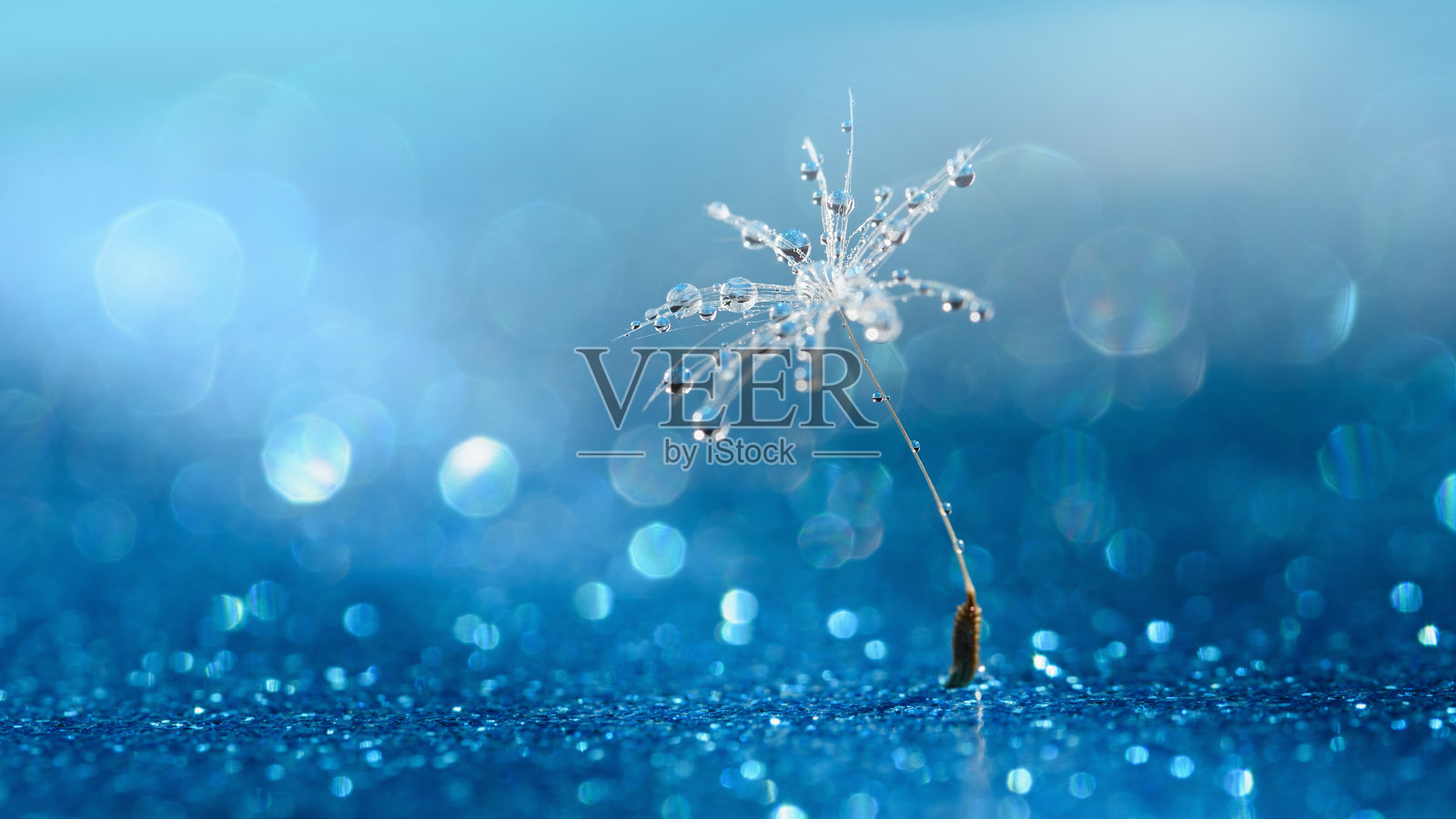 水滴在降落伞蒲公英。副本的空间。软焦点在水滴上。抽象的背景。宏观性质照片摄影图片