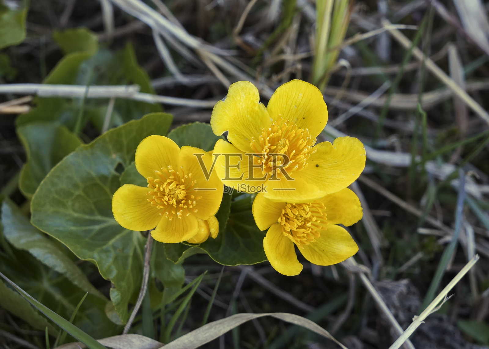 近距离观看Caltha palustris(也被称为沼泽金盏花或金凤花)美丽的黄色花朵照片摄影图片