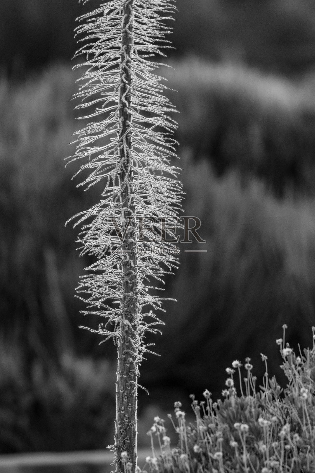 黑色和白色。Teide国家公园特有的野生棘豆的干燥骨架。Tajinaste rojo冬季工厂。模糊的背景上有绿色的金丝雀丛。西班牙特内里费照片摄影图片